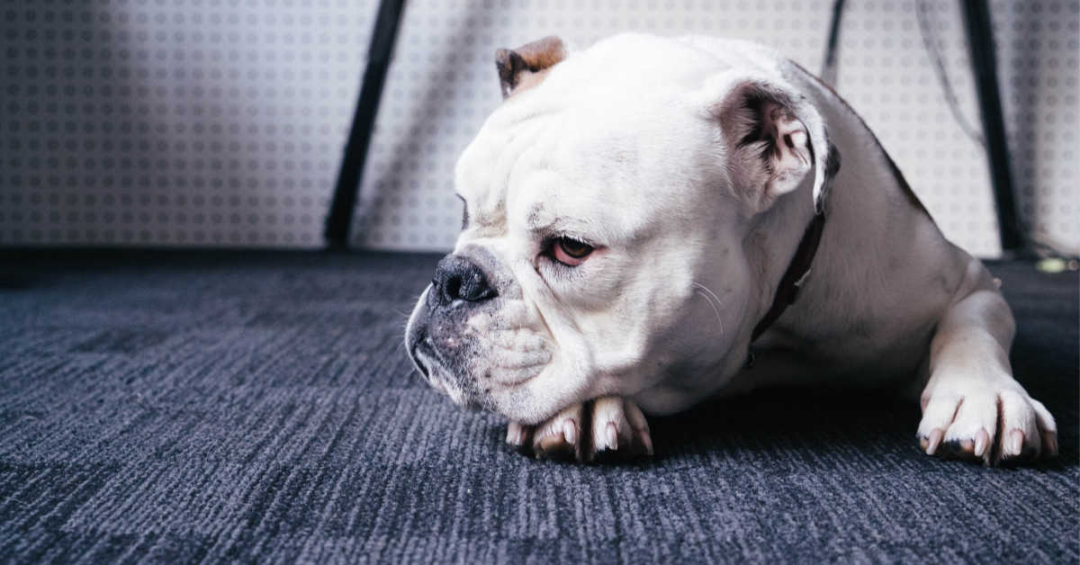 Grumpy bull dog laying on the carpet