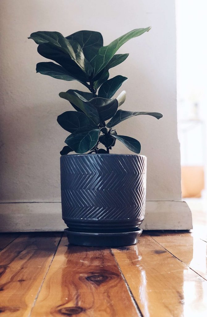 photo of a fiddle leaf fig