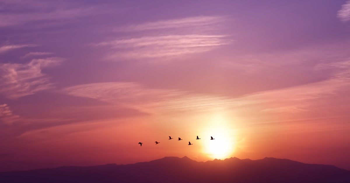photo of birds flying in a sunset sky