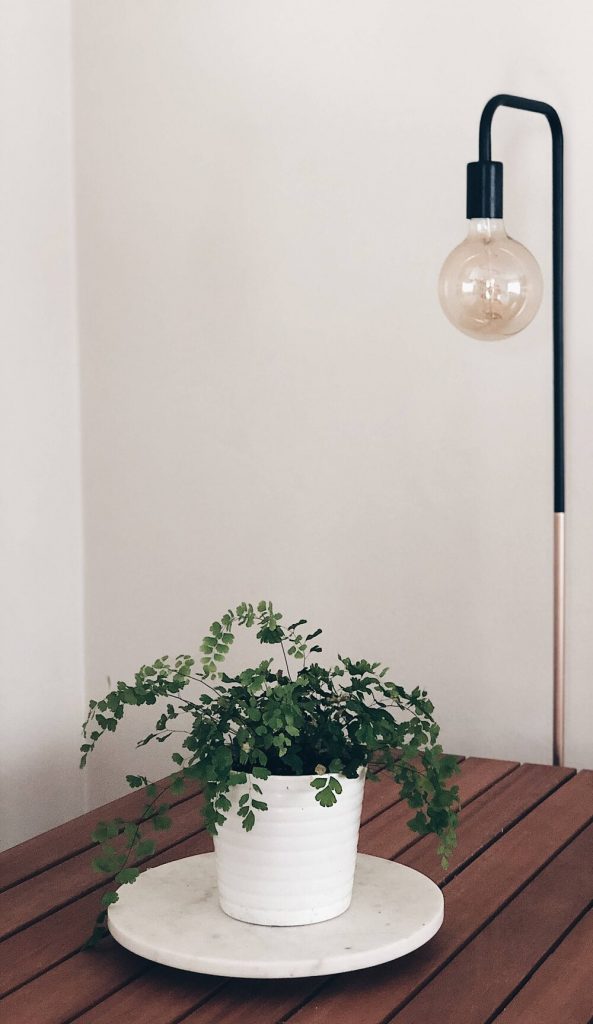 photo of a maiden's hair fern