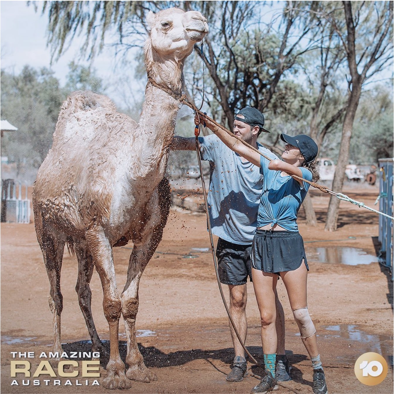 sky-blue and jake working with a camel on the amazing race australia