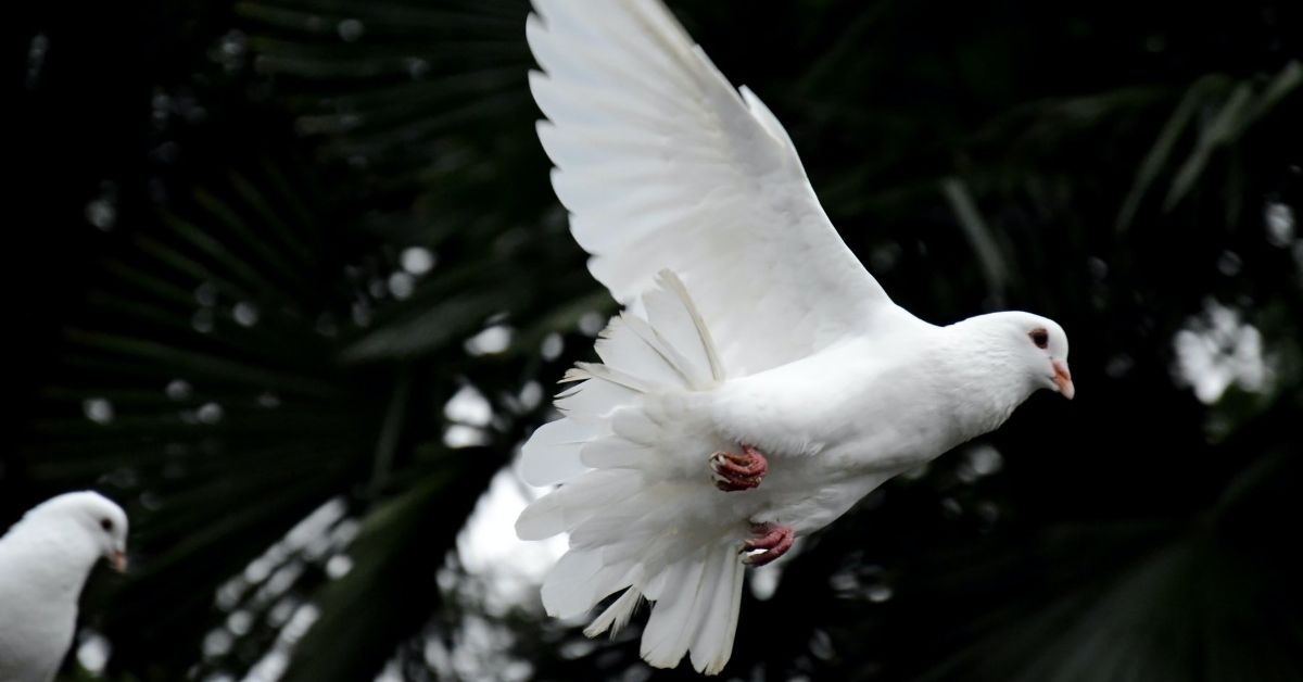 a white dove flying through the air