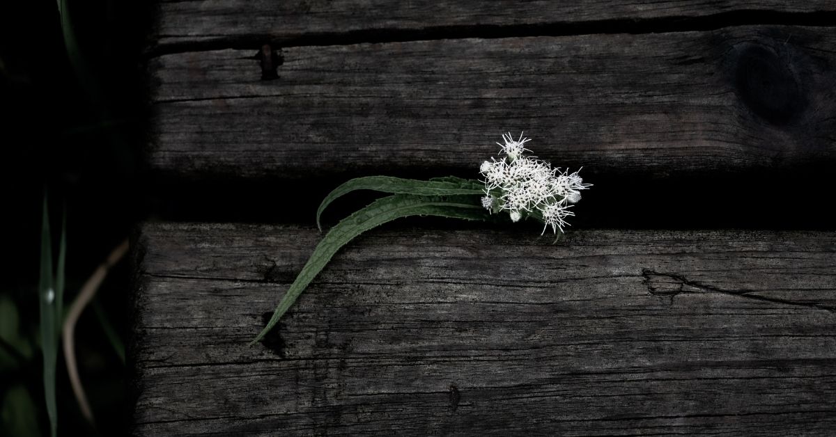 flower on wood