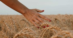 Woman's hand in wheat field