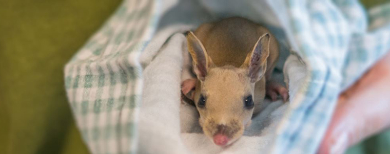 Injured baby Kangaroo