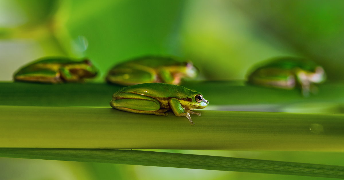 lots of green tree frogs lying on green branches