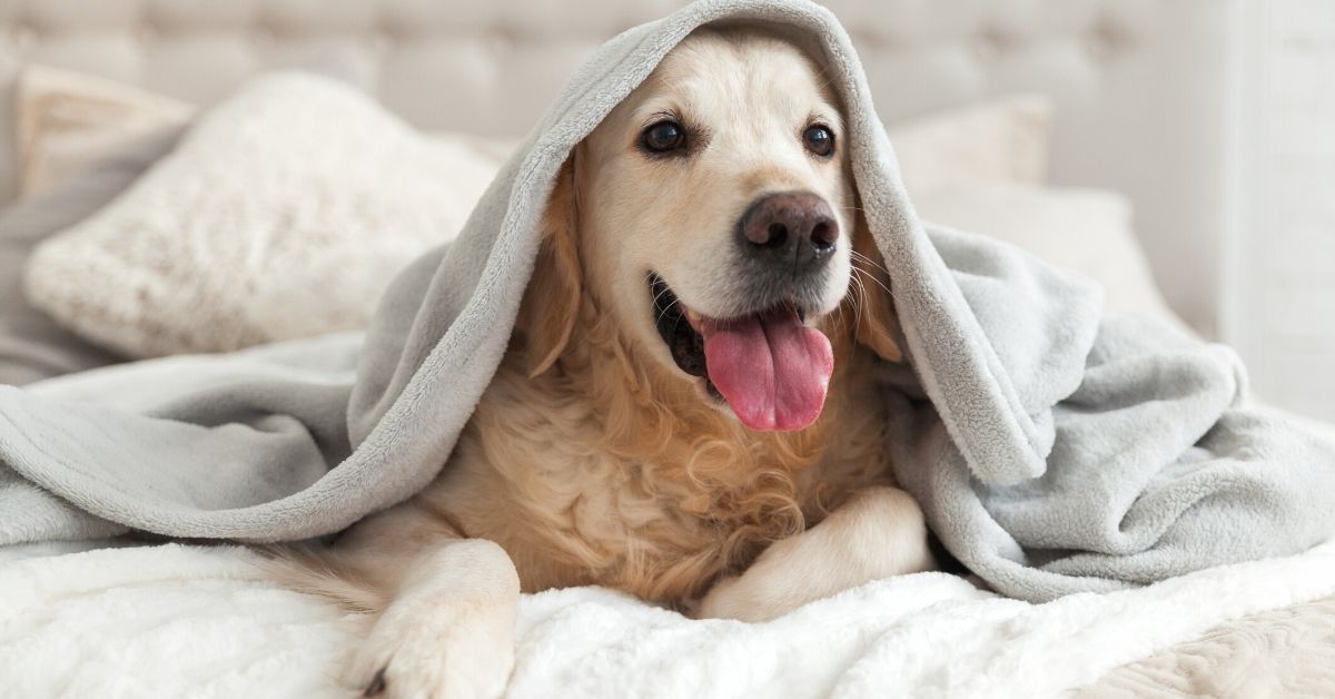 photo of a golden retriever with tongue out underneath blanket on the bed