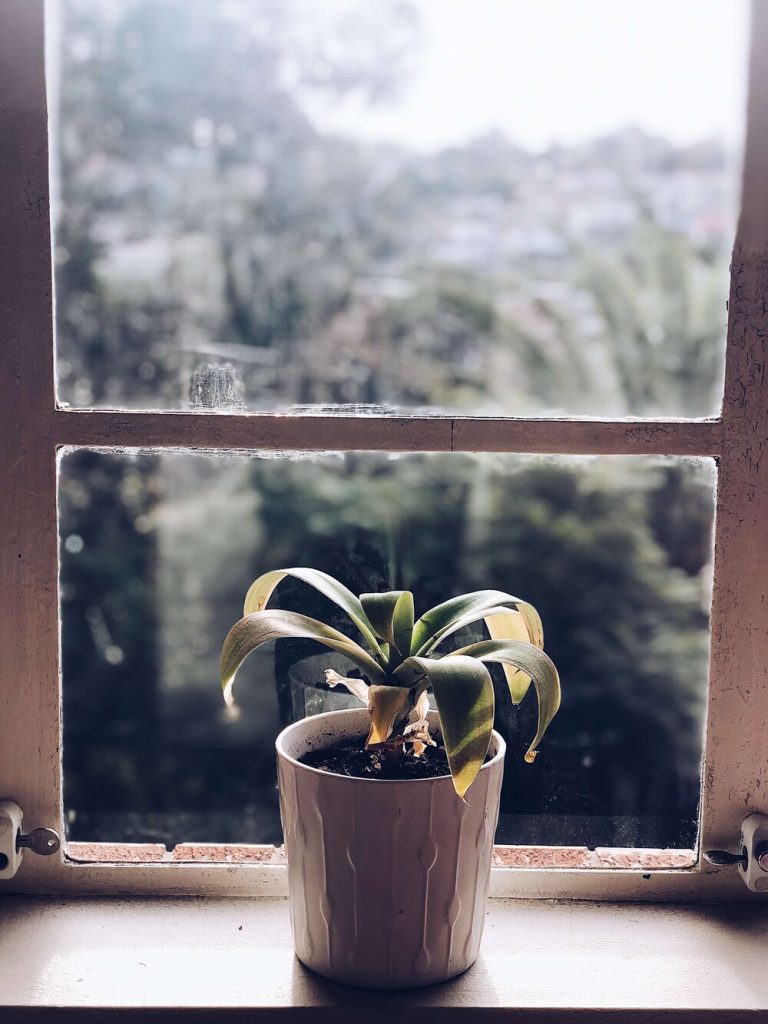 photo of an unknown houseplant