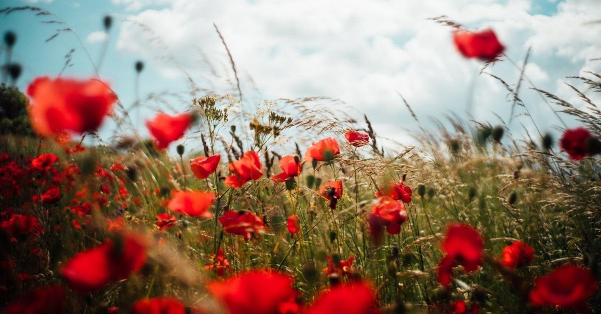a field of red poppies symbolising tally poppy syndrome