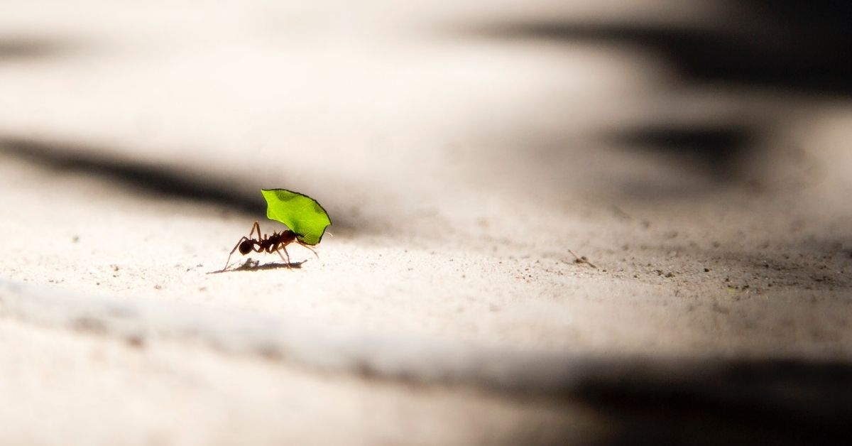 ant carrying a green leaf