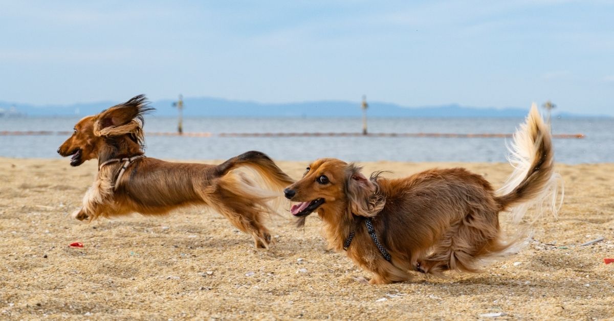 two sausage dogs running on the beach