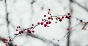 Berries in winter
