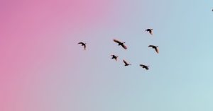 Birds in blue and pink sky