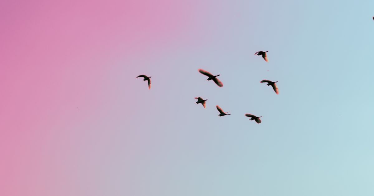 Birds in blue and pink sky