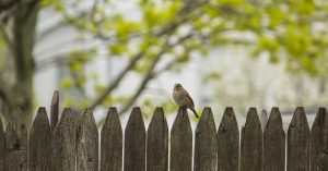 Bird sitting on a fence